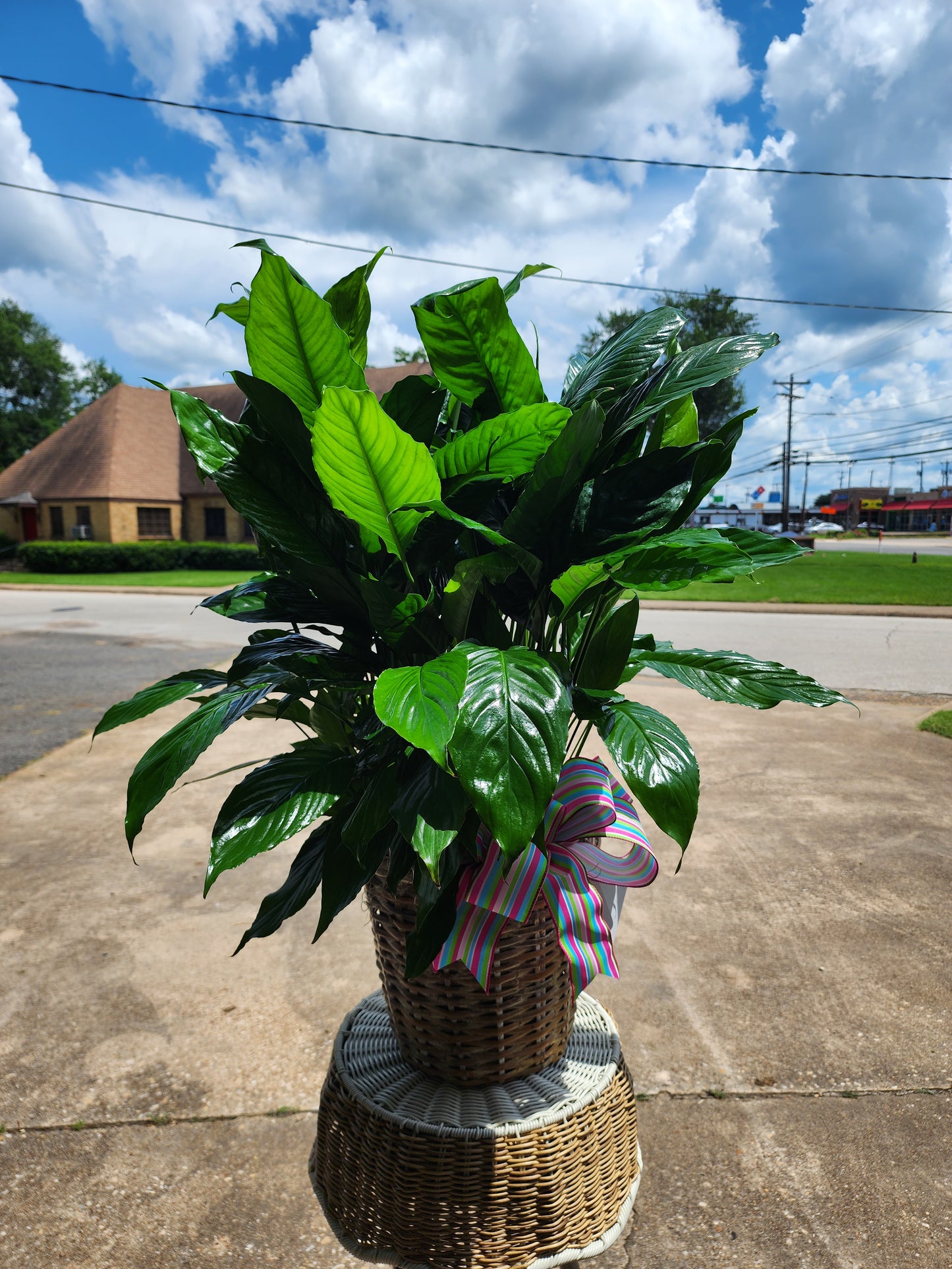 Assorted Plants