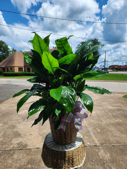 Assorted Plants